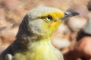 Gibberbird (Ashbyia lovensis)